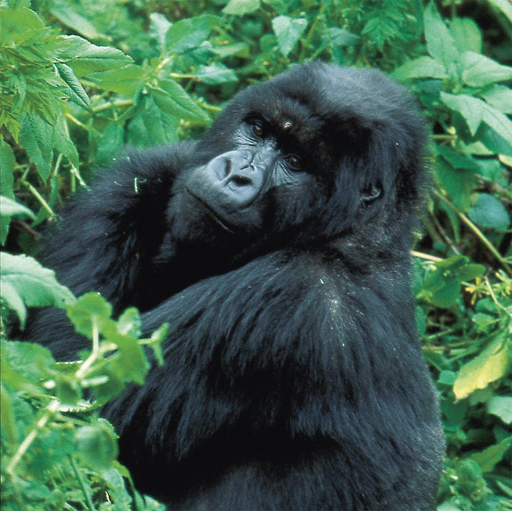 Rwanda Gorilla Trekking Special 