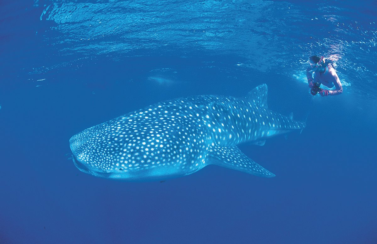 Sal Salis
