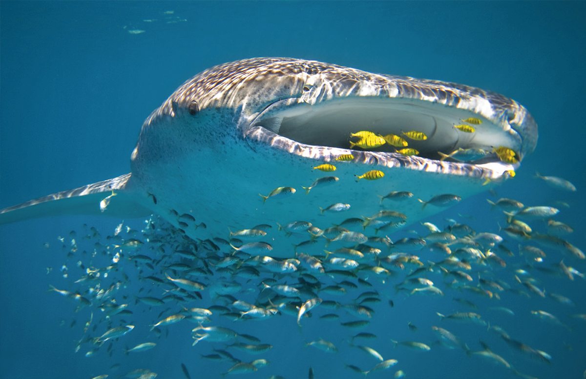 Sal Salis