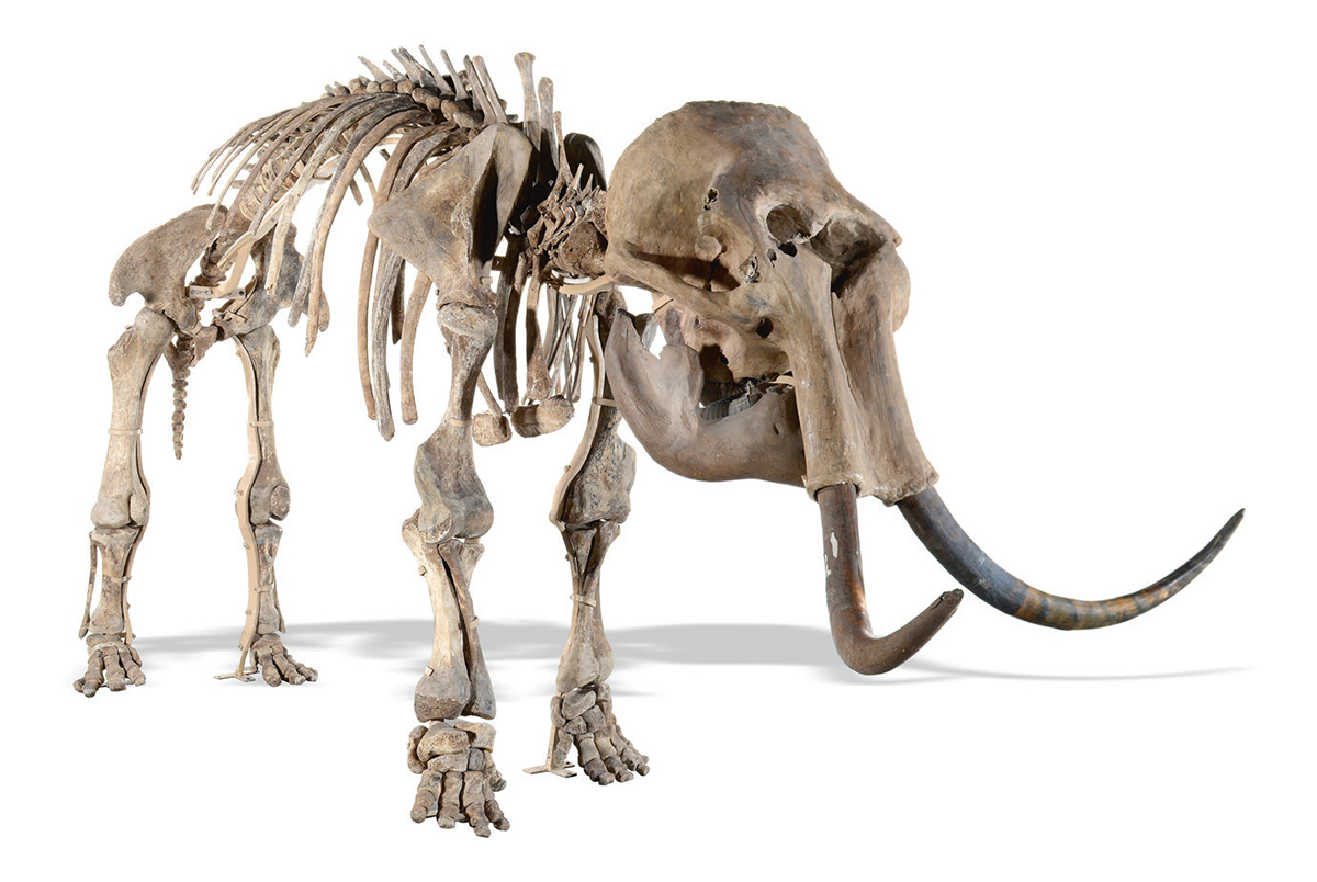 Mammoth Skeleton
