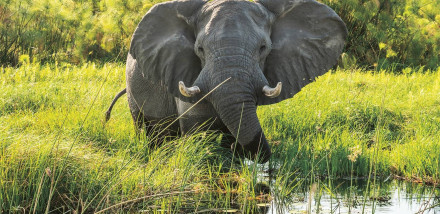 Out of Africa: Five-Star Safari Experiences You’ll Remember Forever