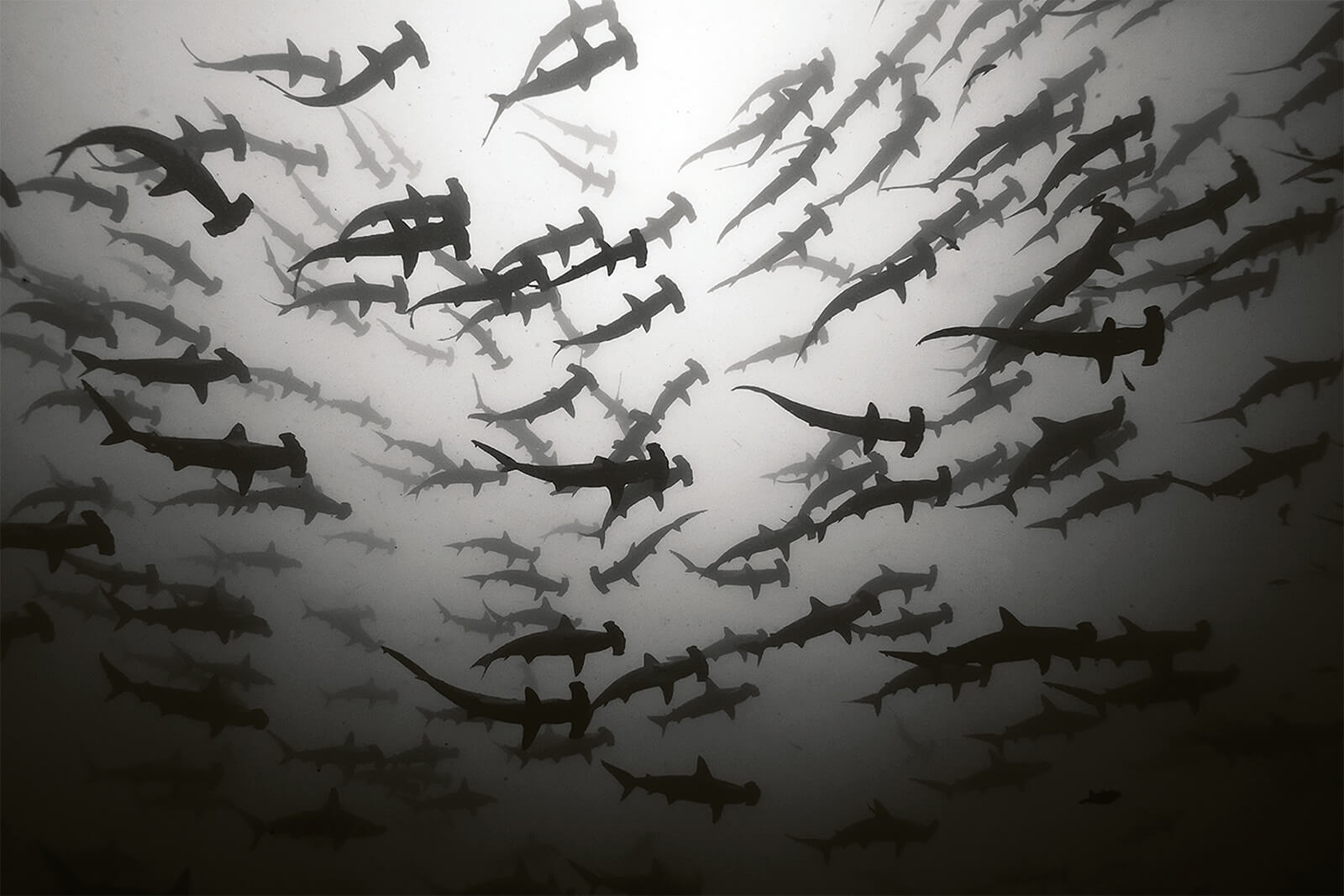 Momentum Adventure Shark Swimming