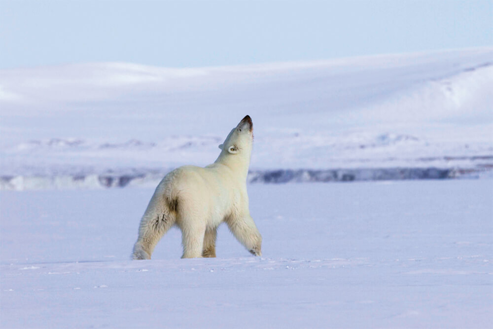 Polar Bear