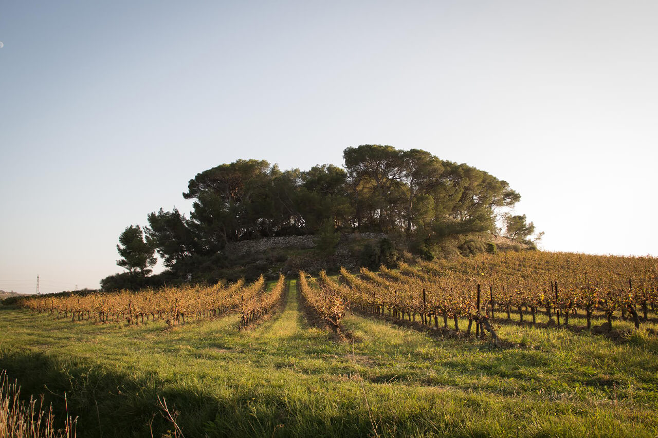 Domaine des Prés Lasses